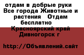 отдам в добрые руки - Все города Животные и растения » Отдам бесплатно   . Красноярский край,Дивногорск г.